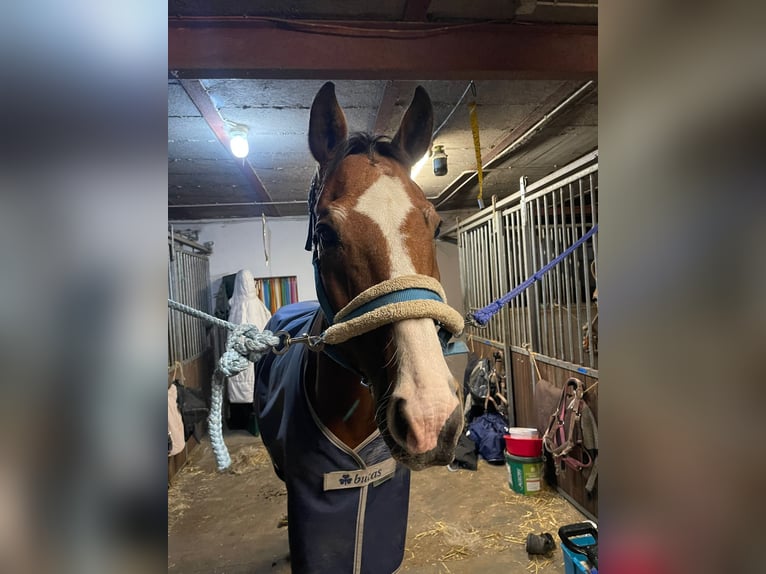 Oldenburgare Valack 20 år 162 cm Brun in Xanten