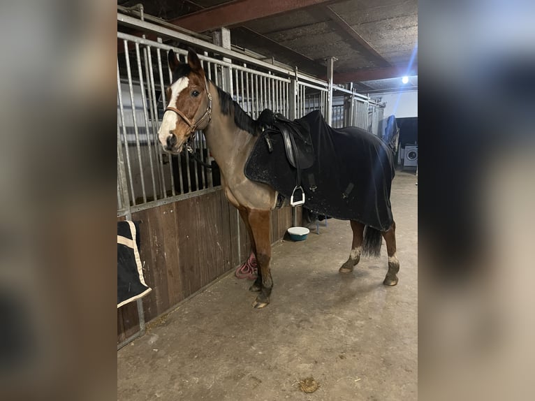 Oldenburgare Valack 20 år 162 cm Brun in Xanten