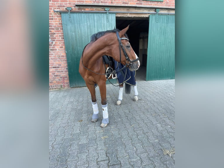 Oldenburgare Valack 20 år 162 cm Brun in Xanten