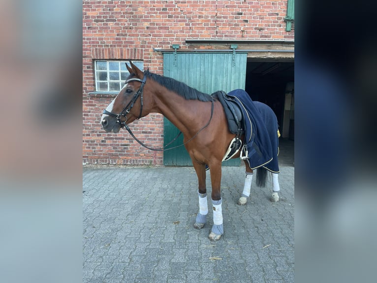 Oldenburgare Valack 20 år 162 cm Brun in Xanten