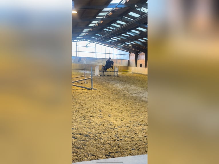 Oldenburgare Valack 20 år 162 cm Brun in Xanten