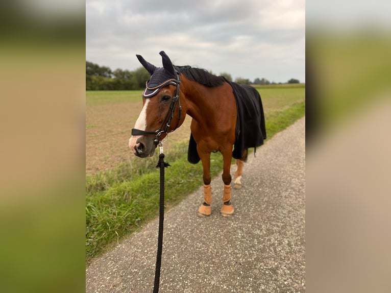 Oldenburgare Valack 20 år 162 cm Brun in Xanten