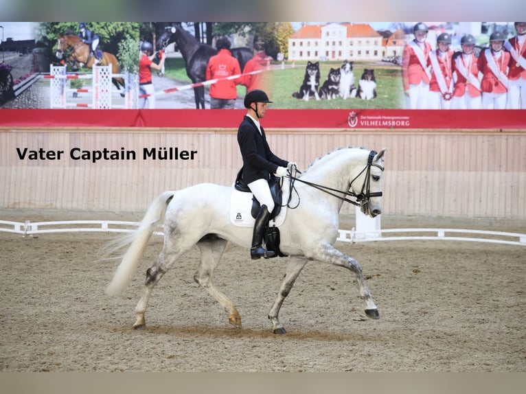 Oldenburgare Valack 2 år 168 cm Braunfalbschimmel in Bramsche