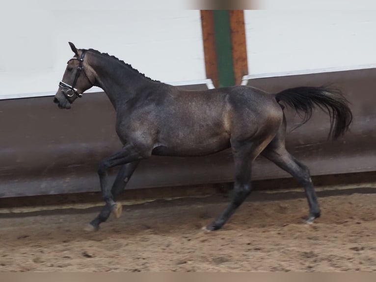 Oldenburgare Valack 2 år 168 cm Braunfalbschimmel in Bramsche