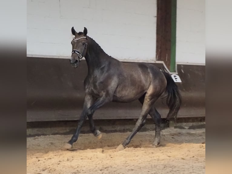 Oldenburgare Valack 2 år 168 cm Braunfalbschimmel in Bramsche