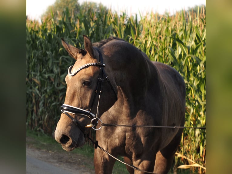 Oldenburgare Valack 2 år 168 cm Braunfalbschimmel in Bramsche