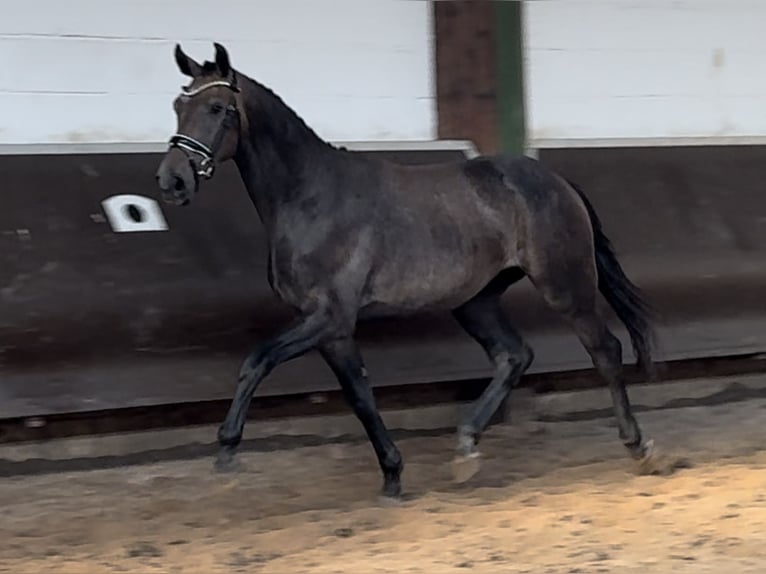 Oldenburgare Valack 2 år 168 cm Braunfalbschimmel in Bramsche