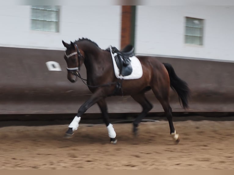 Oldenburgare Valack 2 år 168 cm Mörkbrun in Bramsche