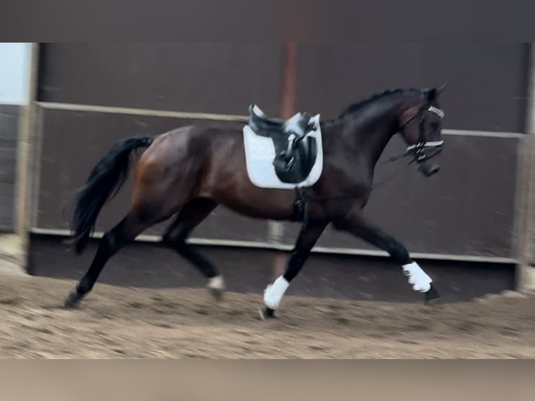 Oldenburgare Valack 2 år 168 cm Mörkbrun in Bramsche