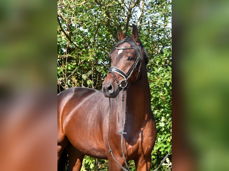 Oldenburgare Valack 3 år 159 cm Mörkbrun in Hepstedt