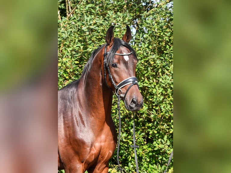 Oldenburgare Valack 3 år 159 cm Mörkbrun in Hepstedt