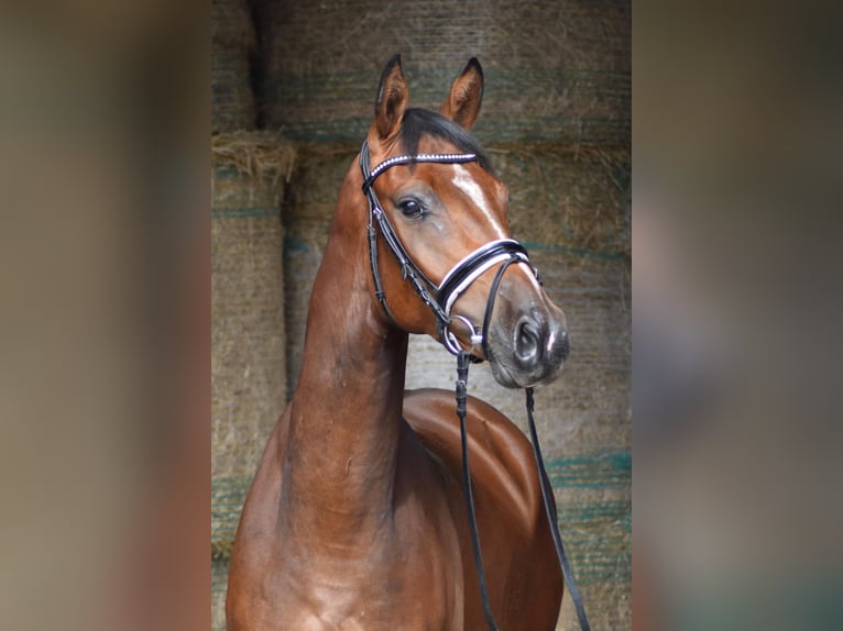 Oldenburgare Valack 3 år 164 cm Brun in Herbstein