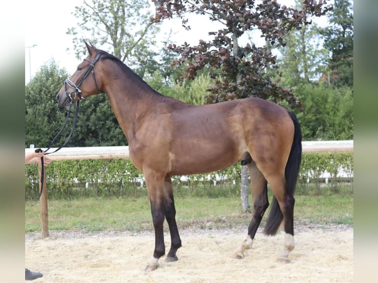 Oldenburgare Valack 3 år 165 cm Brun in Wingst