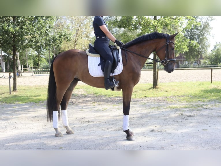 Oldenburgare Valack 3 år 165 cm Brun in Wingst