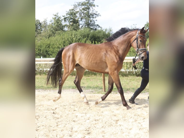 Oldenburgare Valack 3 år 165 cm Brun in Wingst