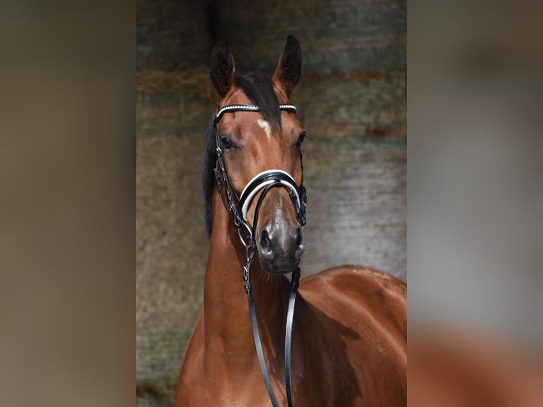 Oldenburgare Valack 3 år 168 cm Brun in Herbstein