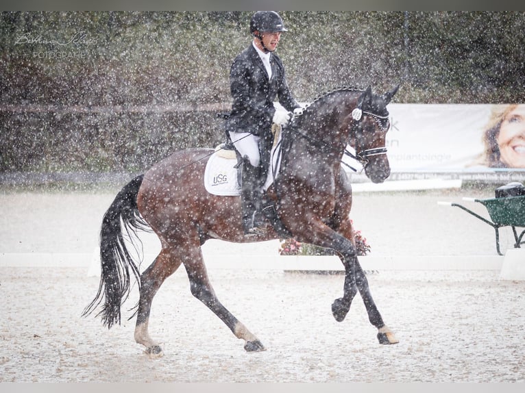 Oldenburgare Valack 3 år 168 cm Brun in Herbstein