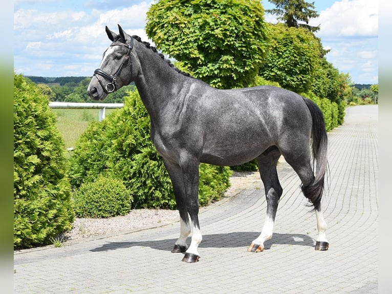 Oldenburgare Valack 3 år 168 cm Grå-blå-brun in Wysin