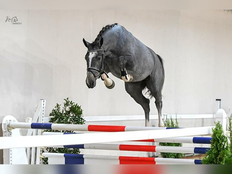 Oldenburgare Valack 3 år 168 cm Grå-blå-brun in Wysin