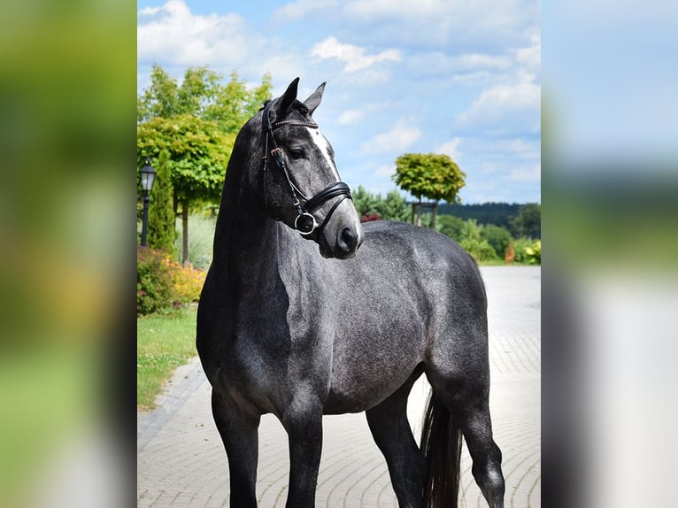 Oldenburgare Valack 3 år 168 cm Grå-blå-brun in Wysin