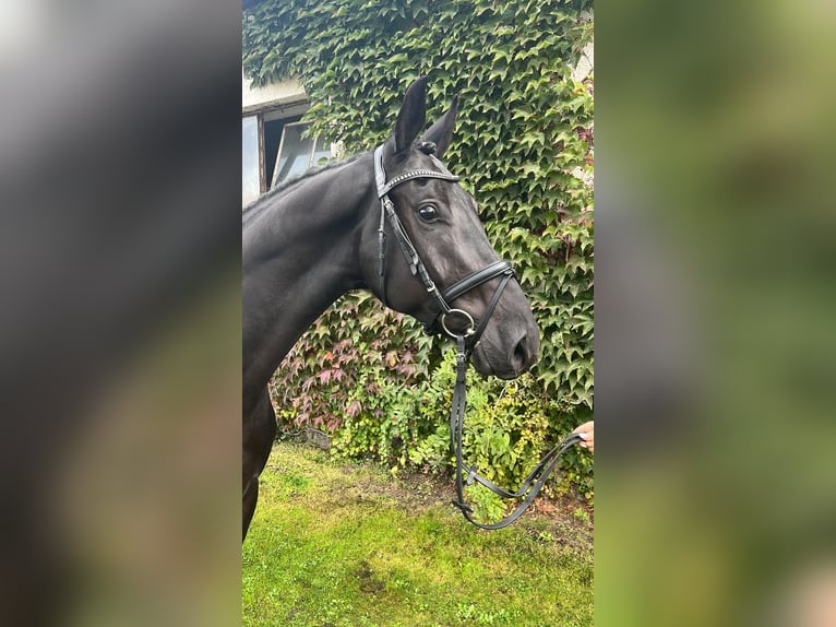 Oldenburgare Valack 3 år 168 cm Svart in Vorbeck