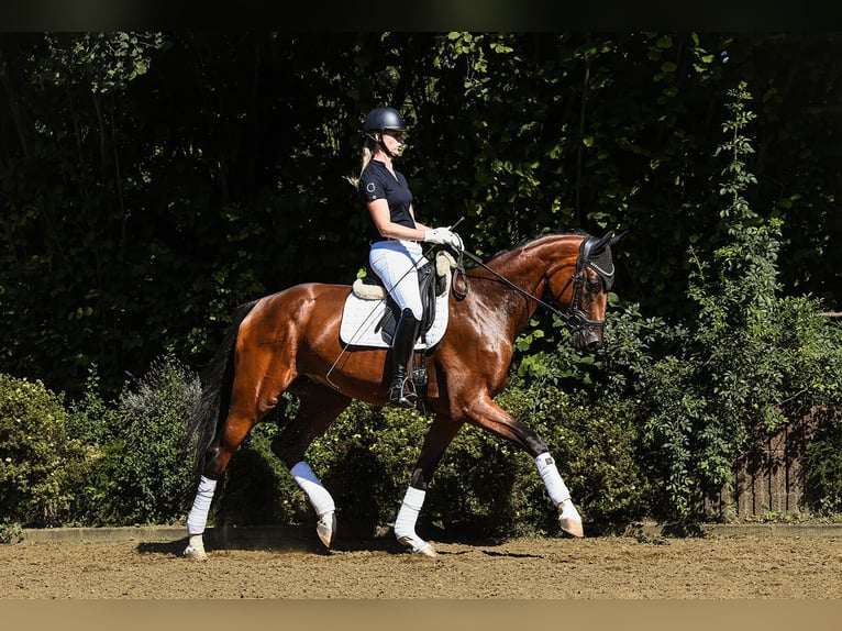 Oldenburgare Valack 3 år 169 cm Brun in Riedstadt