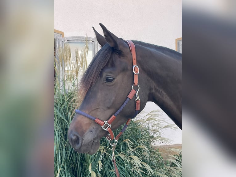 Oldenburgare Valack 3 år 173 cm Rökfärgad svart in Melle