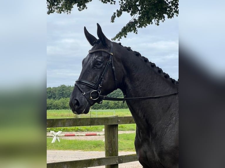 Oldenburgare Valack 3 år 174 cm Svart in Löningen