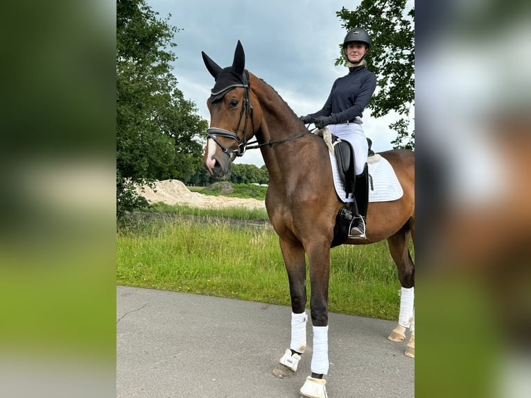 Oldenburgare Valack 3 år 176 cm Brun in Friesoythe