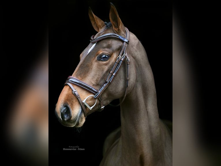 Oldenburgare Valack 4 år 164 cm Brun in Dohren