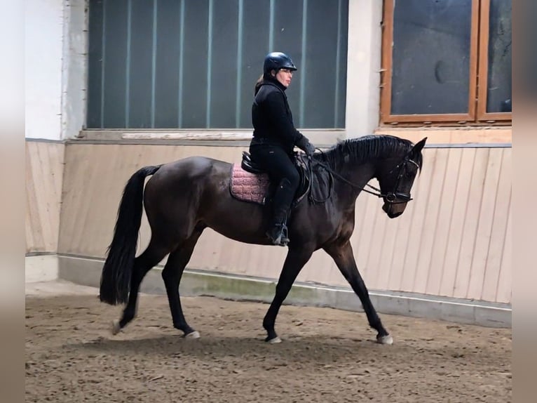 Oldenburgare Valack 4 år 165 cm Brun in Wald