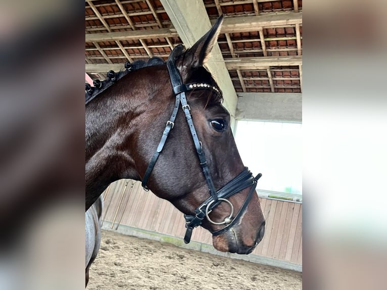 Oldenburgare Valack 4 år 165 cm Brun in Wald