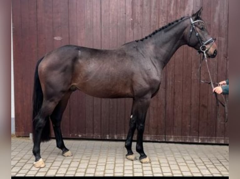 Oldenburgare Valack 4 år 165 cm Brun in Wald