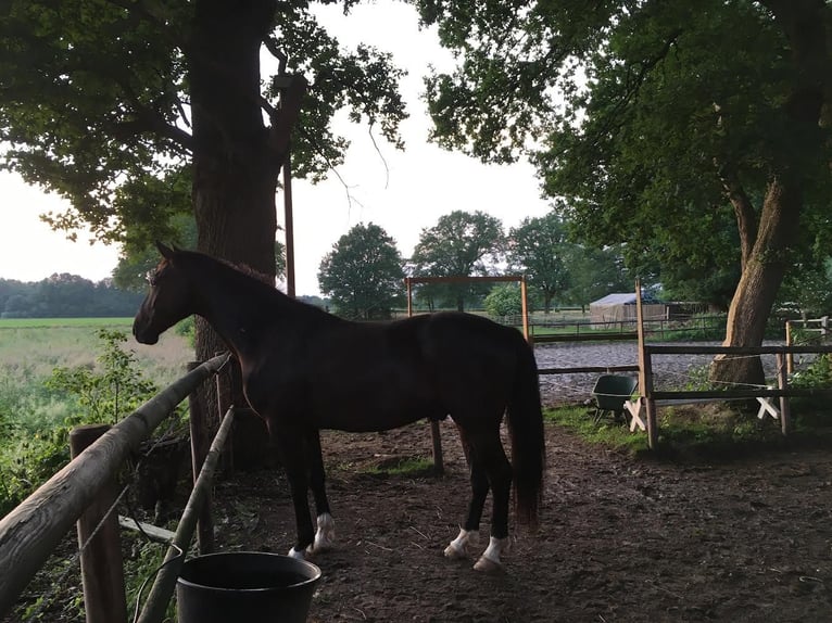 Oldenburgare Valack 4 år 165 cm Svart in Wardenburg