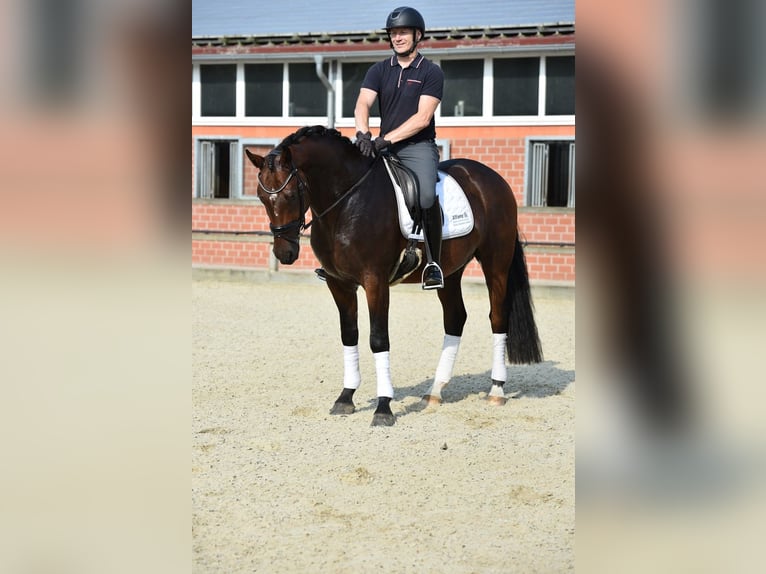 Oldenburgare Valack 4 år 166 cm Mörkbrun in Lohne (Oldenburg)