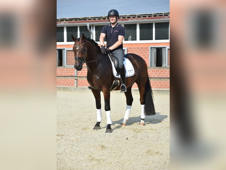 Oldenburgare Valack 4 år 166 cm Mörkbrun in Lohne (Oldenburg)