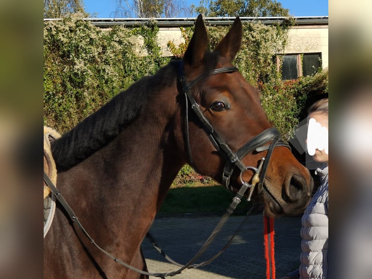 Oldenburgare Valack 4 år 166 cm Mörkbrun in Hilgermissen