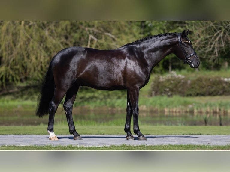 Oldenburgare Valack 4 år 167 cm Rökfärgad svart in Neuss