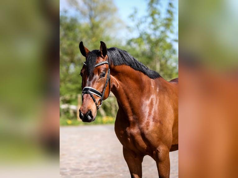 Oldenburgare Valack 4 år 168 cm Brun in Grebin