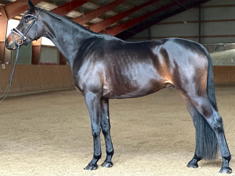 Oldenburgare Valack 4 år 168 cm Brun in Kietz