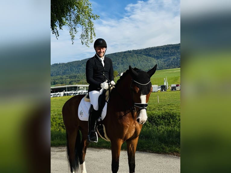 Oldenburgare Valack 4 år 168 cm Mörkbrun in Deitingen