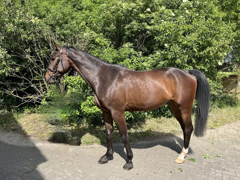 Oldenburgare Valack 4 år 168 cm Mörkbrun in Dwergte