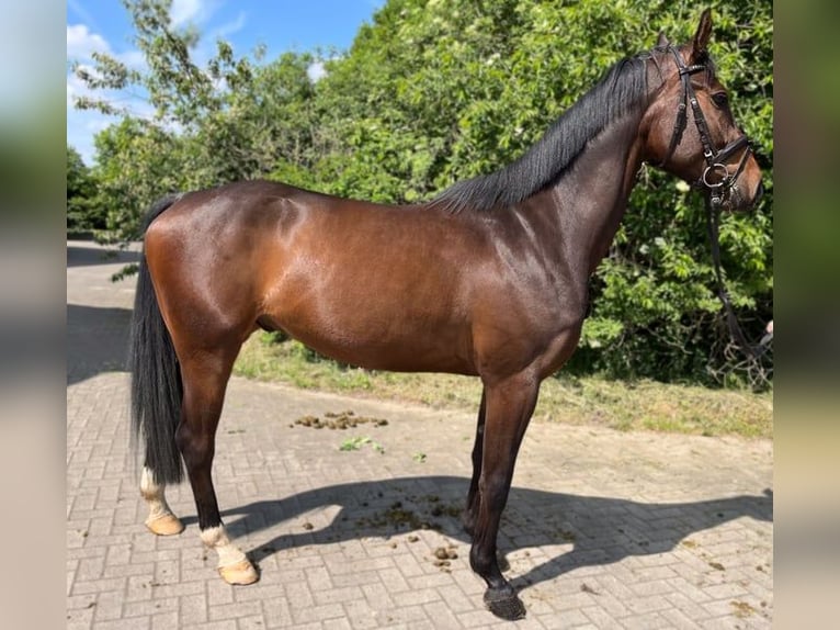 Oldenburgare Valack 4 år 168 cm Mörkbrun in Dwergte