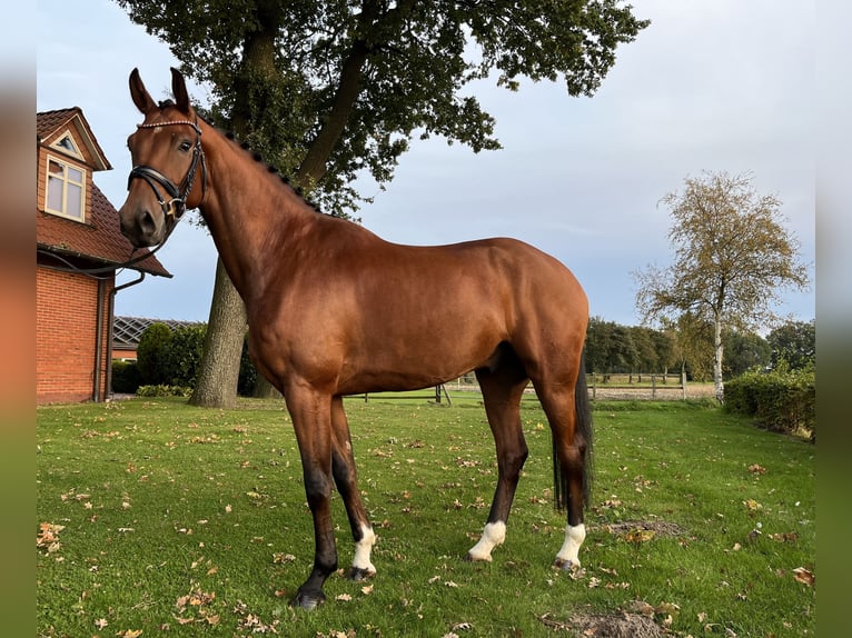 Oldenburgare Valack 4 år 169 cm Brun in Bakum