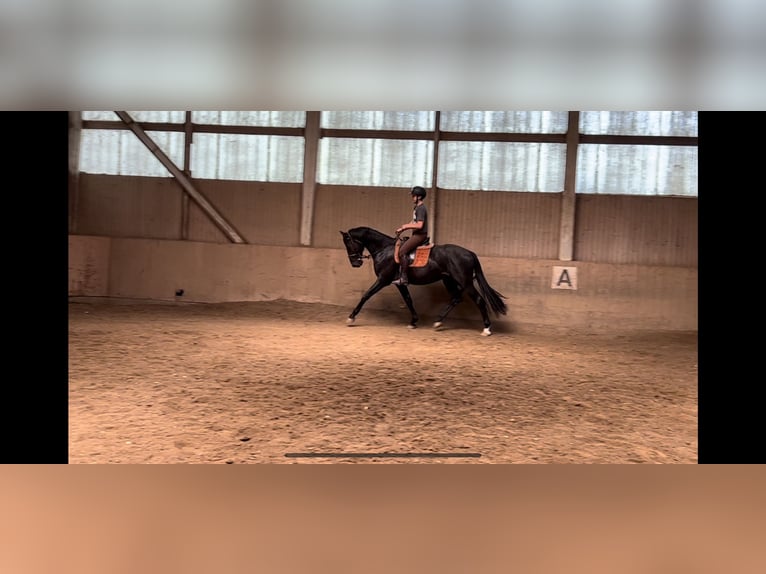 Oldenburgare Valack 4 år 169 cm Svart in Wien, Leopoldstadt