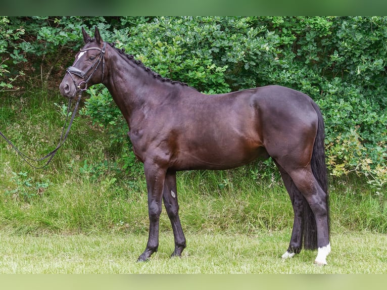 Oldenburgare Valack 4 år 169 cm Svart in Friesoythe