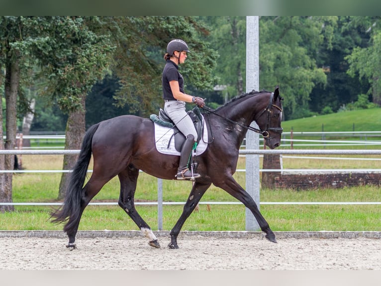 Oldenburgare Valack 4 år 169 cm Svart in Friesoythe