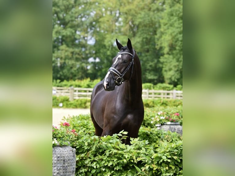 Oldenburgare Valack 4 år 169 cm Svart in Stuhr