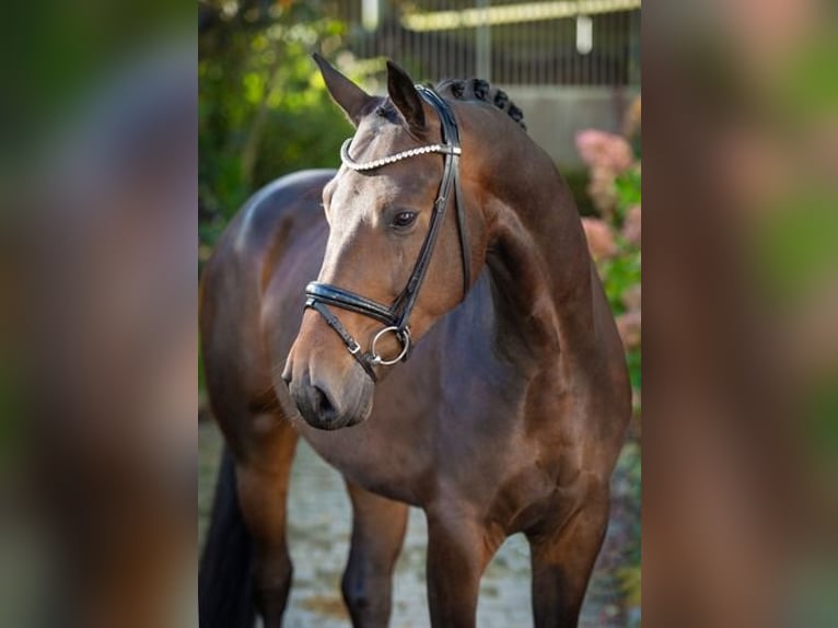 Oldenburgare Valack 4 år 170 cm Mörkbrun in Ankum