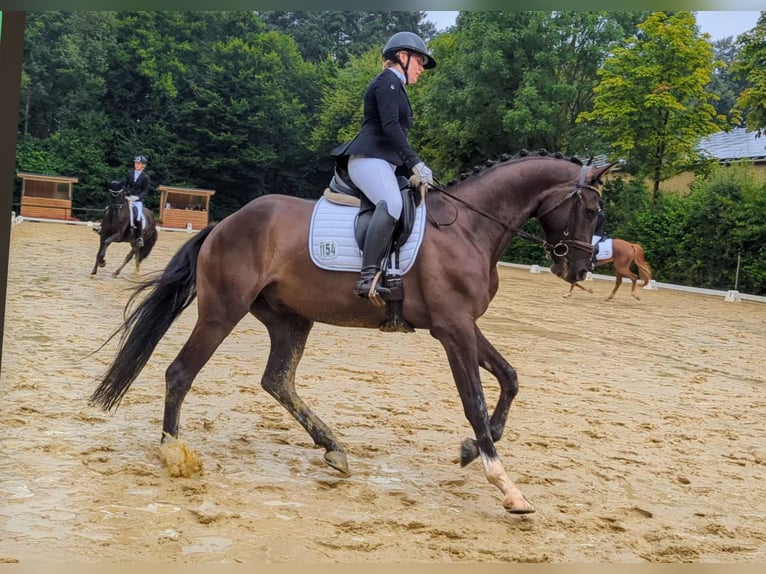 Oldenburgare Valack 4 år 170 cm Svart in Kempen